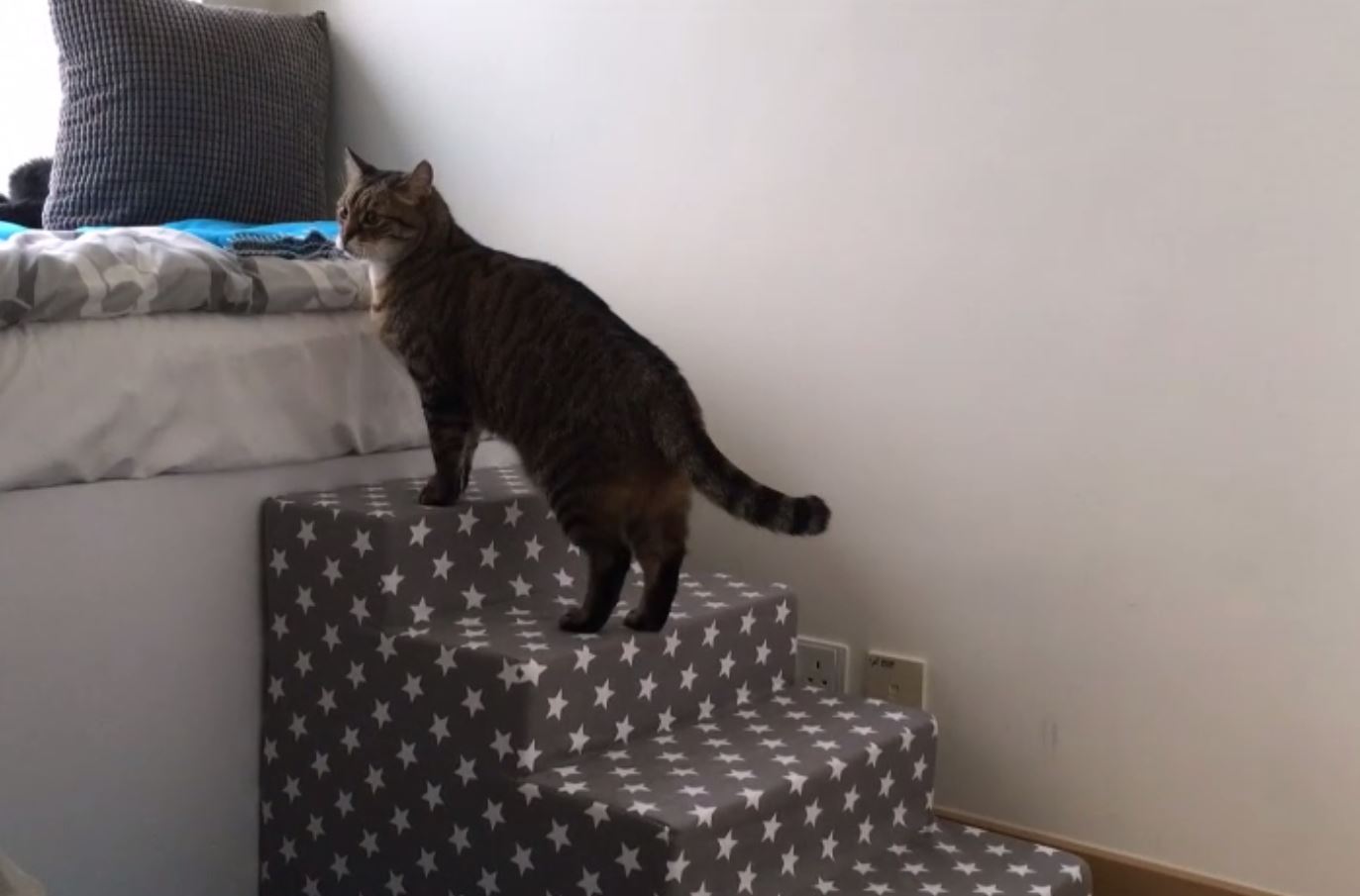 Burton the Cat at the end of laser treatment climbing onto the sofa.