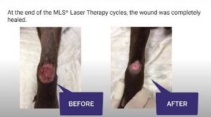 Apple, Dog with Thrombophlebitis - Cutting Edge Lasers
